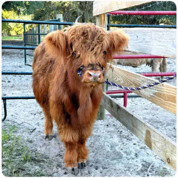 Pebbles – Mini Brindle Highland Heifer looking amazing