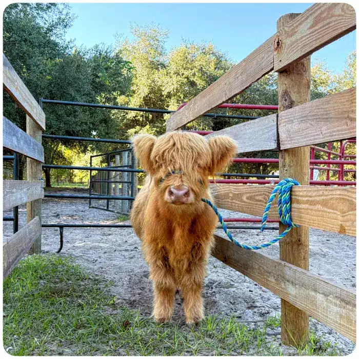 Pumpkin – Mini Yellow Highland Heifer being so cute