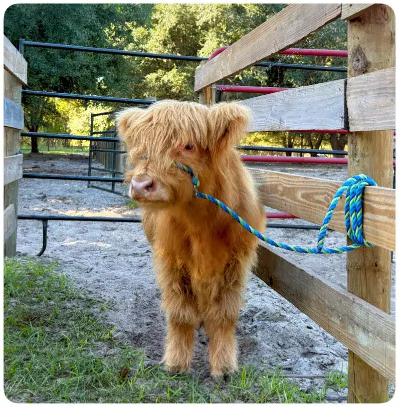 Pumpkin – Mini Yellow Highland Heifer - cute face