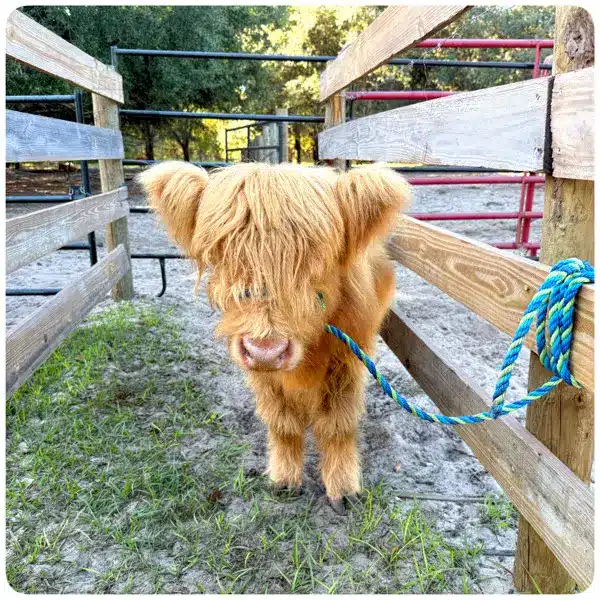 Pumpkin – Mini Yellow Highland Heifer - teacup size