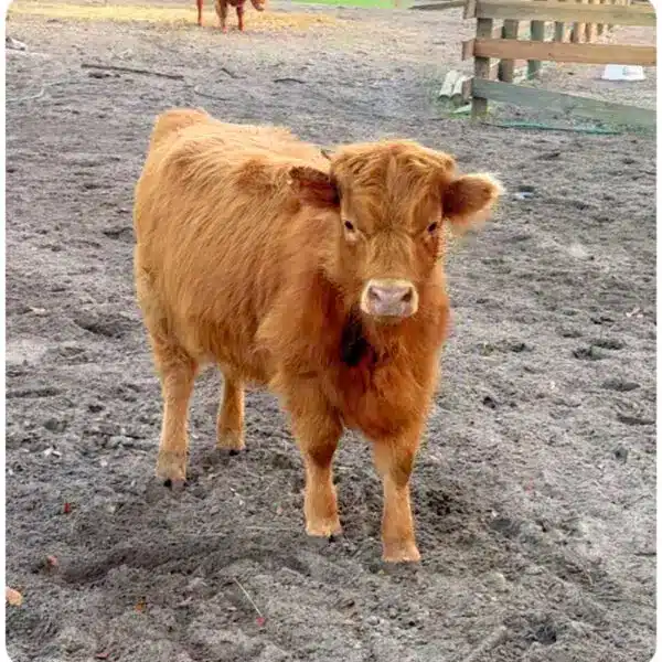 Tangerine – Miniature Mid-Sized Highland Heifer