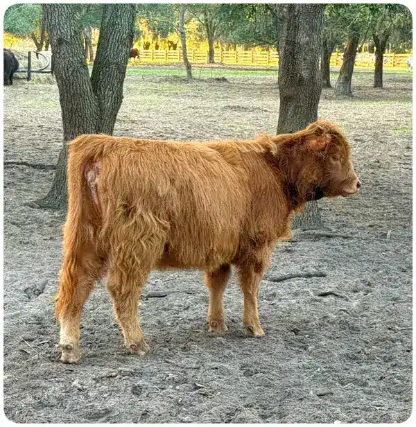 Tangerine – Miniature Mid-Sized Highland Heifer - back