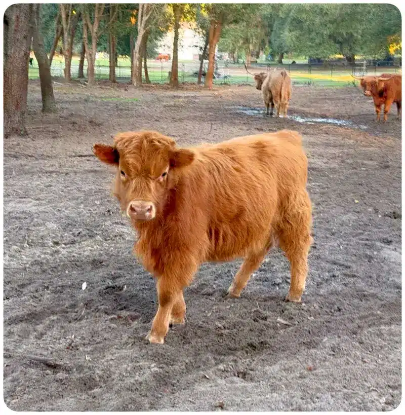 Tangerine – Miniature Mid-Sized Highland Heifer - red small frame