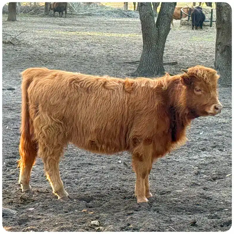 Tangerine – Miniature Mid-Sized Highland Heifer - side