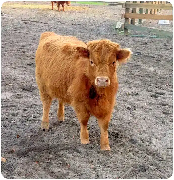 Tangerine – Miniature Mid-Sized Highland Heifer