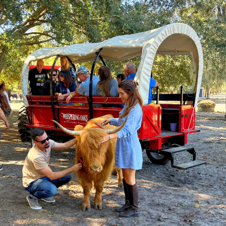 are highland cows friendly
