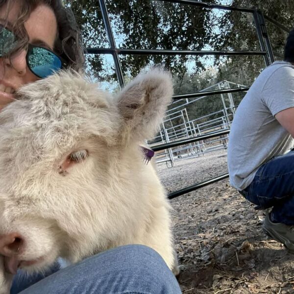 Mini Highland Calves Petting and Cuddling