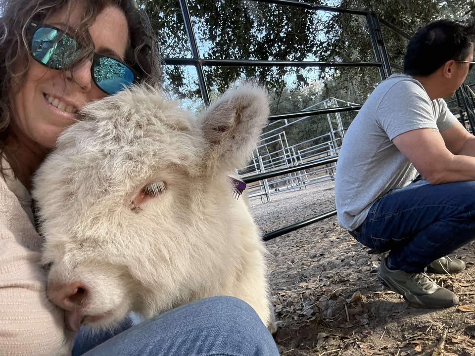 Mini Highland Calves Petting and Cuddling