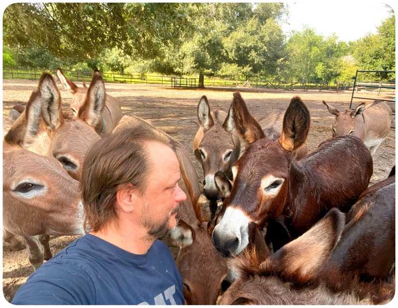 mini donkeys love