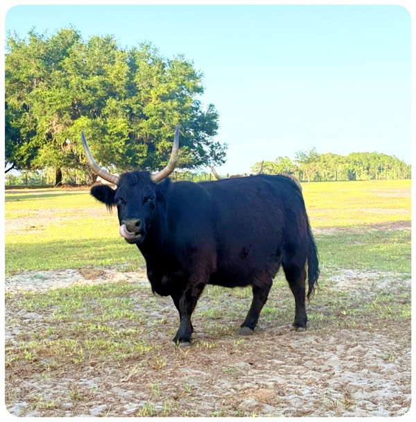 Bertha - pregnant Highland cow
