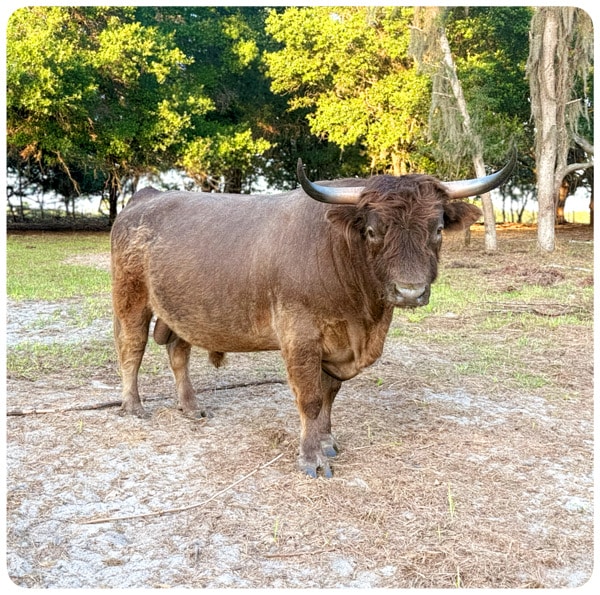 Dunniel - Dun Miniature Highland Bull