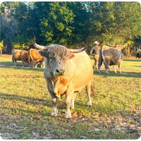 Mickey - White Miniature Highland Bull