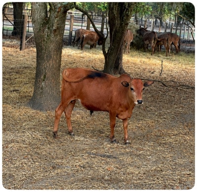 Micro Miniature Zebu Bull Calf for Sale-WO