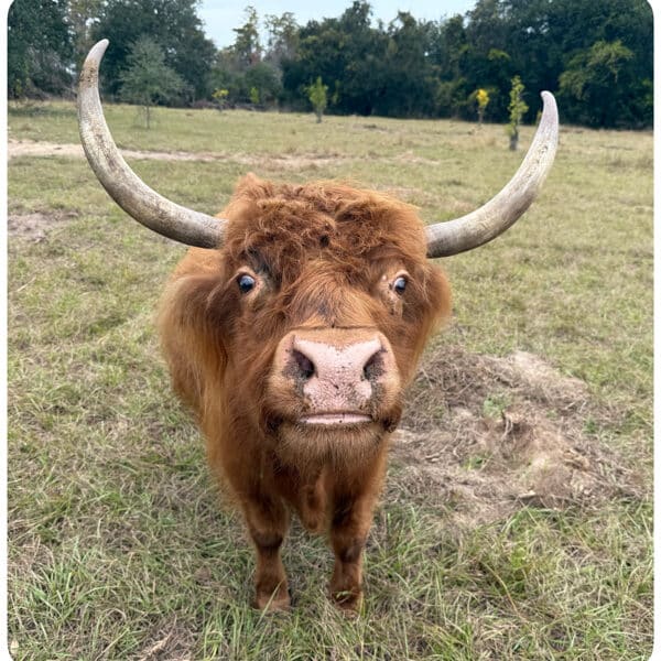 Sarah Leen - yellow Miniature Highland cow