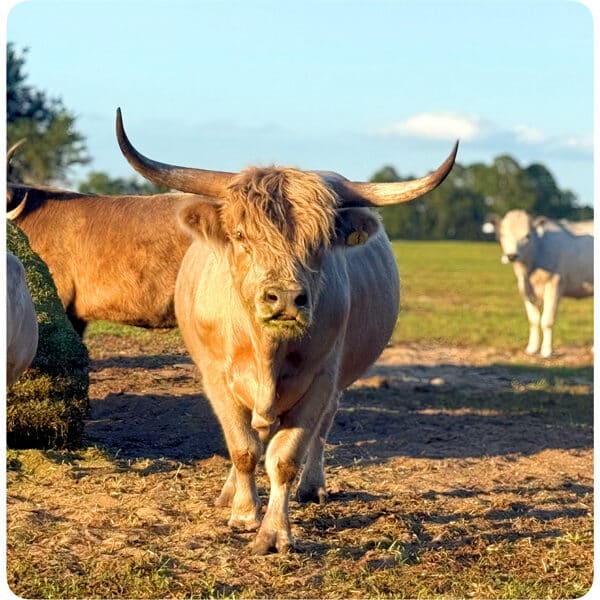 Sully - Silver Highland Bull-low birth weight
