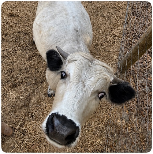 mini white dexter bull - black tipped