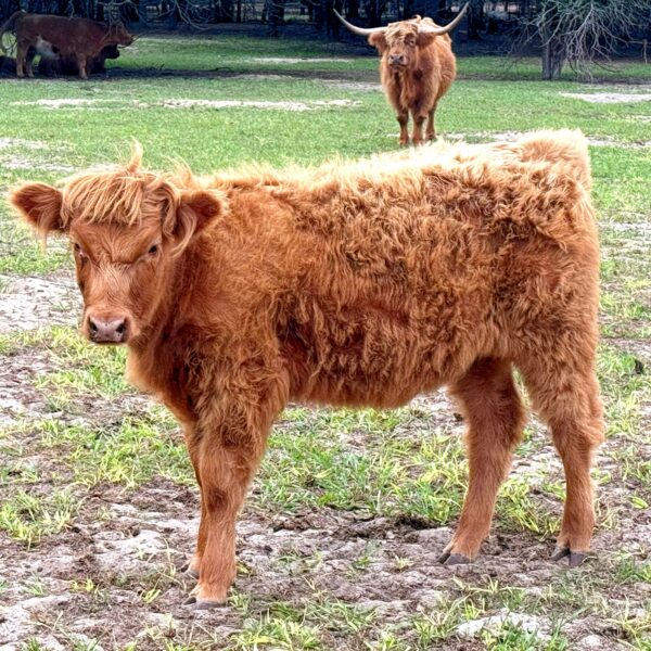 Bertha girl - Red Highland Heifer