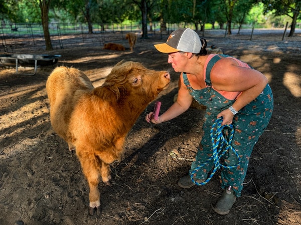 Highland Cross Bull Calf - Clfford
