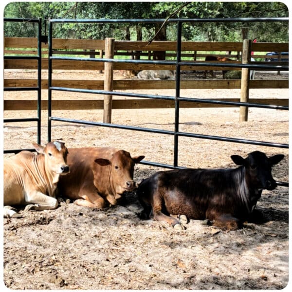 Micro Zebu Calves