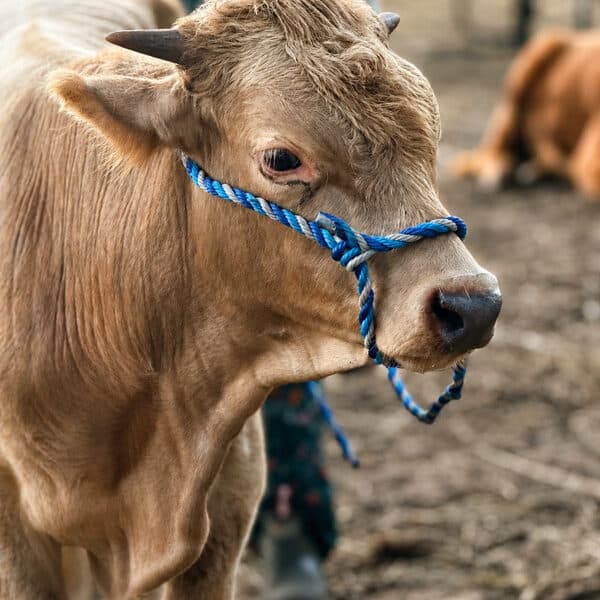 Miniature HiFord Bull_Steer – Lolo
