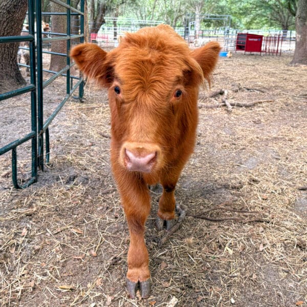 Miniature Highland cross calf for sale - Tere's boy