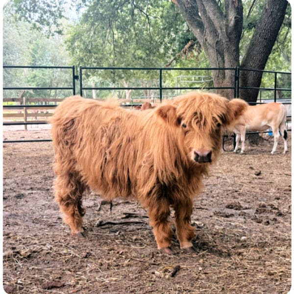 Miniature Red Highland Calf - Brooks