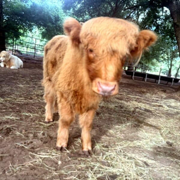 Miniature Yellow Highland Heirfer Calf-Gertie's