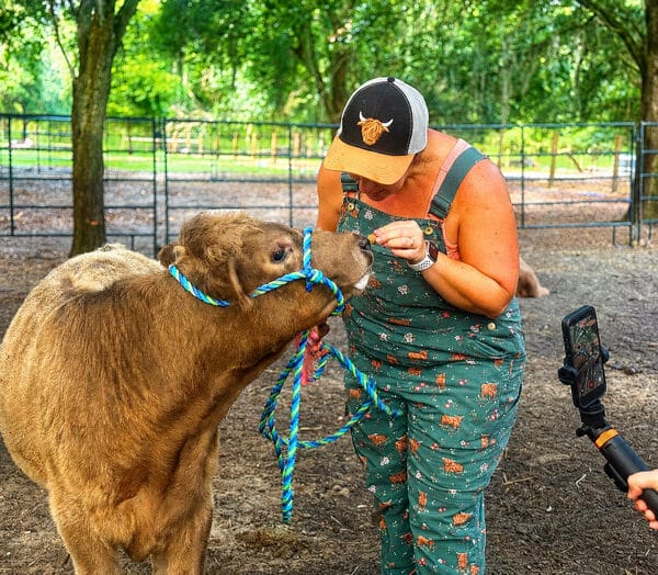 Polled Dun Highland Cross Calf - Petunias baby