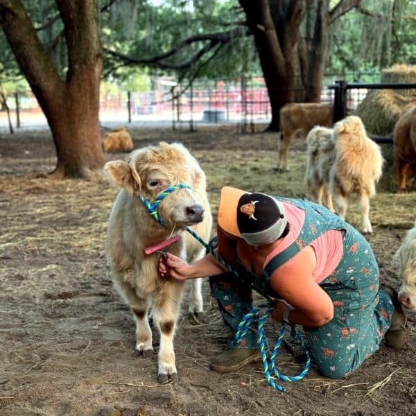 Silver Miniature Highland bull for sale - Cappuccino