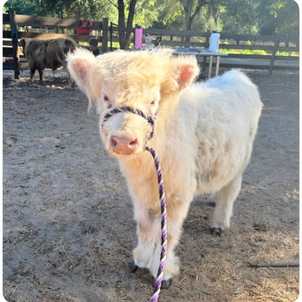 White Highland Heifer - Snow White